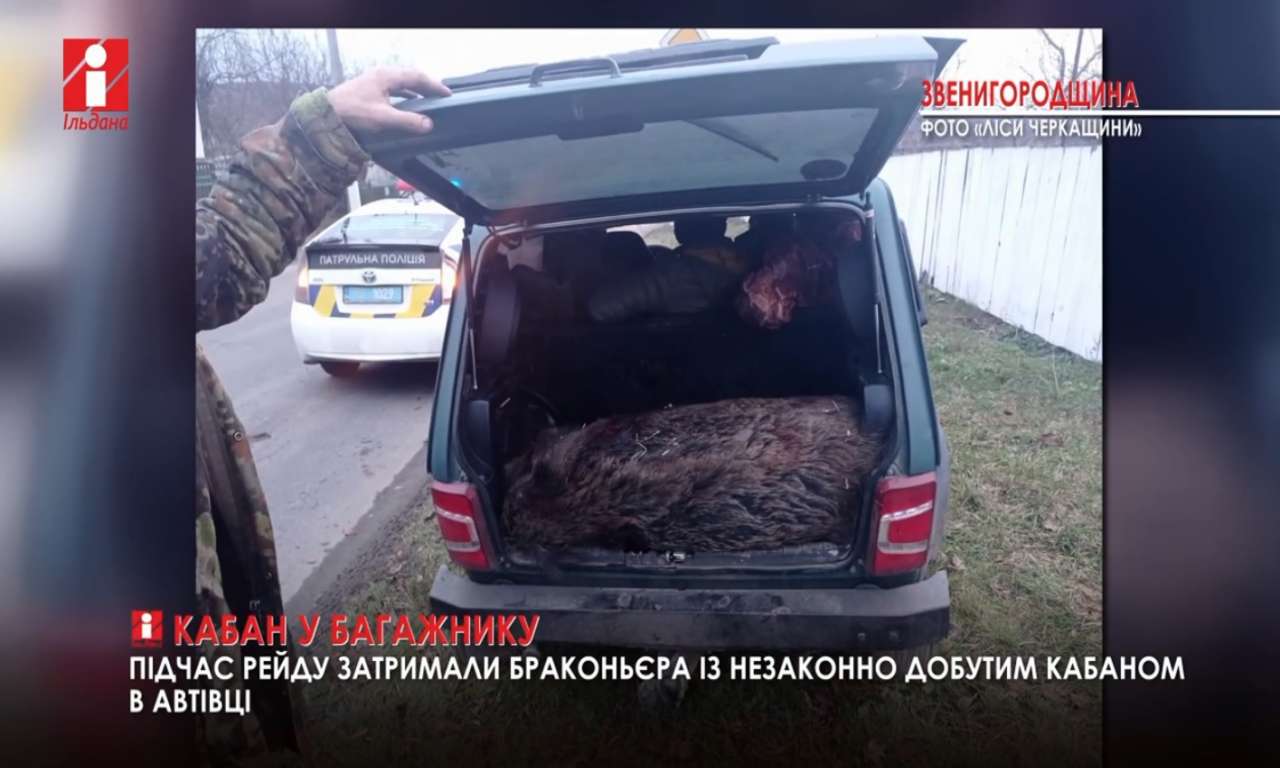 Тушу дикого кабана в багажнику легковика виявили на Звенигородщині (ВІДЕО)